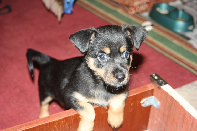 Карликовый пинчер дворняжка