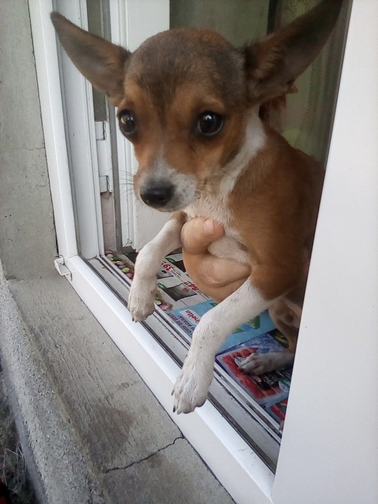 Метис той терьера и чихуахуа белый