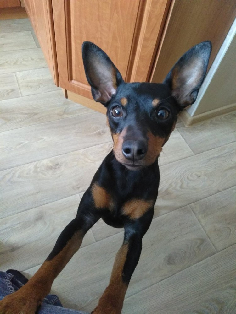 Цвергпинчер Рассел метис