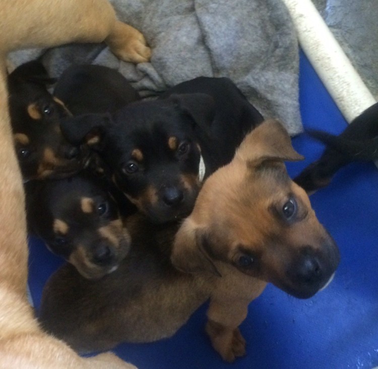 Йоркшир пинчер