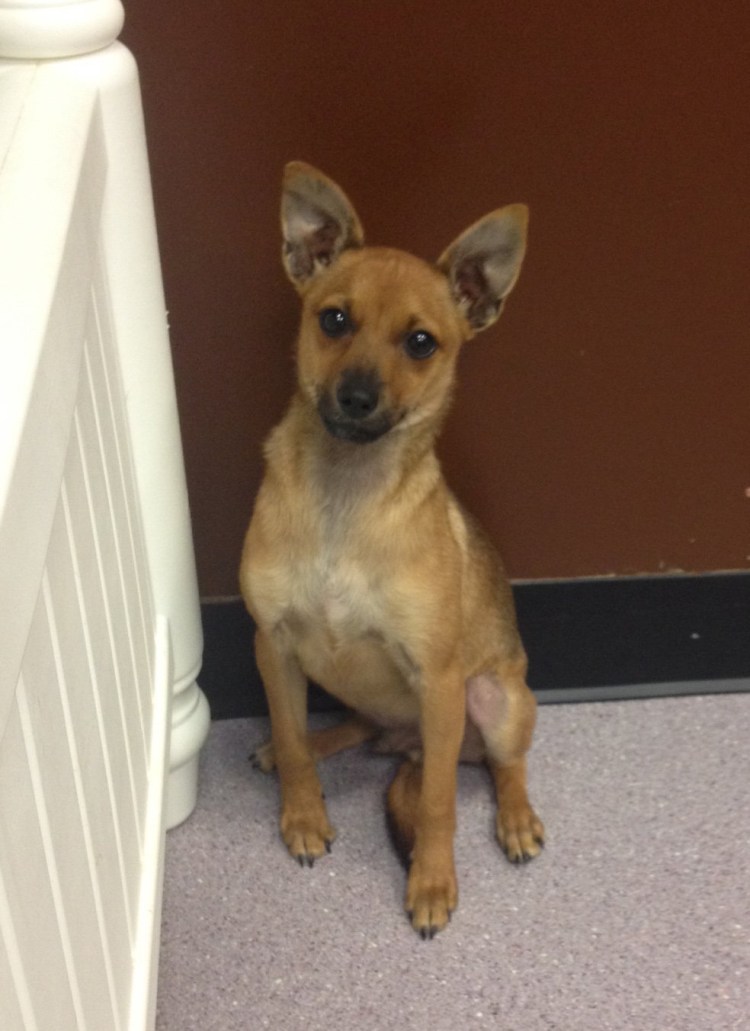 Цвергпинчер Рассел метис