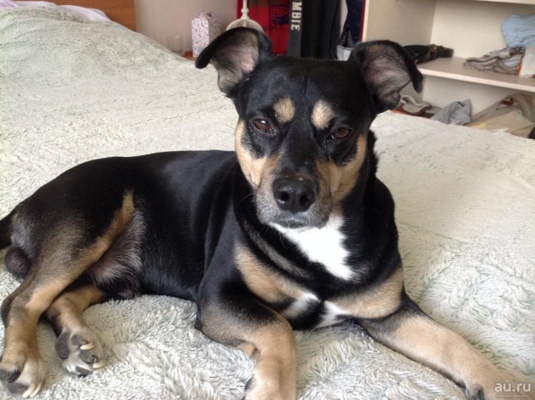 Цвергпинчер Рассел метис