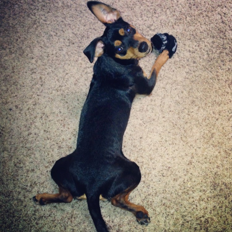 Пинчер терьер карликовый