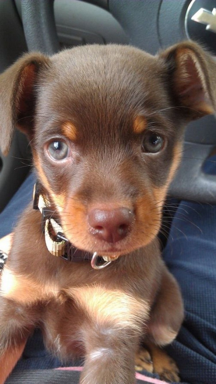 Карликовый пинчер пушистый