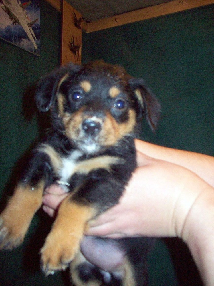 Карликовый пинчер ест корм