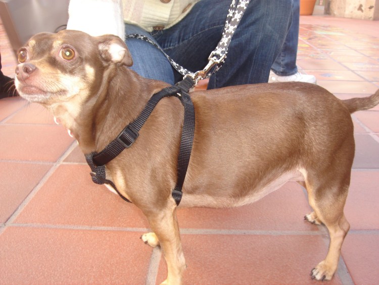 Метис цвергпинчера и чихуахуа