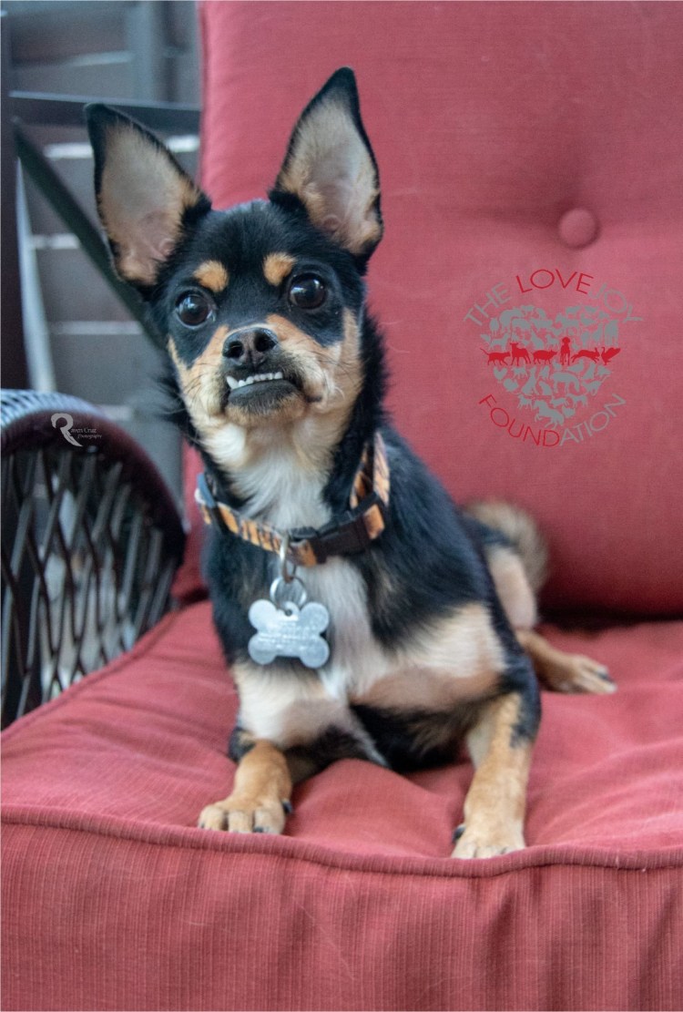 Смесь чихуахуа и пинчера