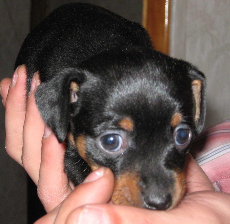 Пинчер чихуахуа