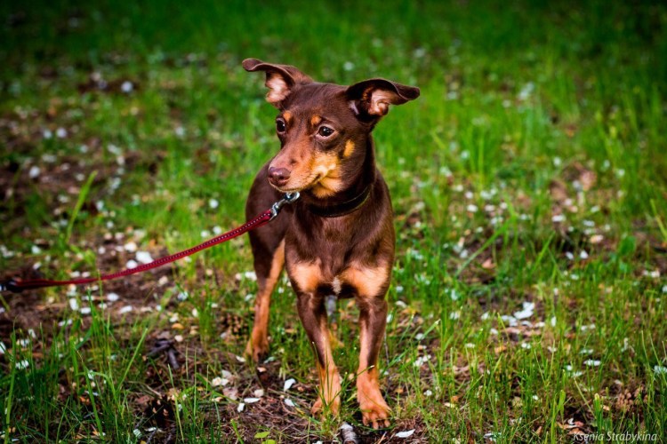 Собачки породы чорки