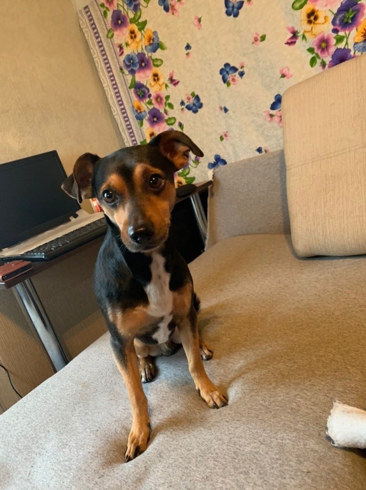 Йоркширский терьер помесь