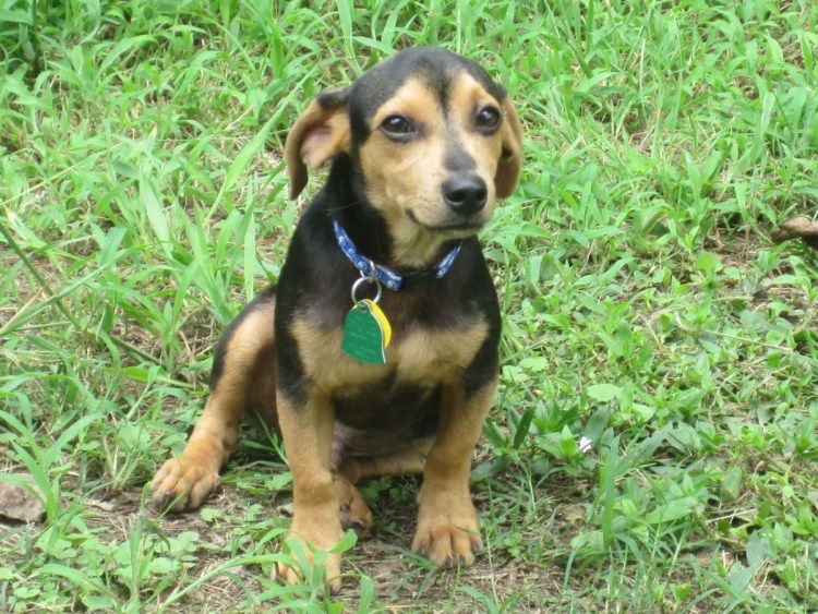 Помесь овчарки и той терьера