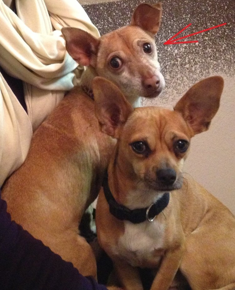 Чивини + чихуахуа