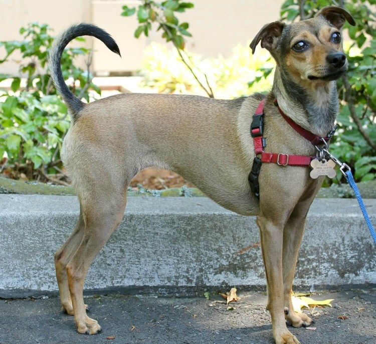 Метис левретки