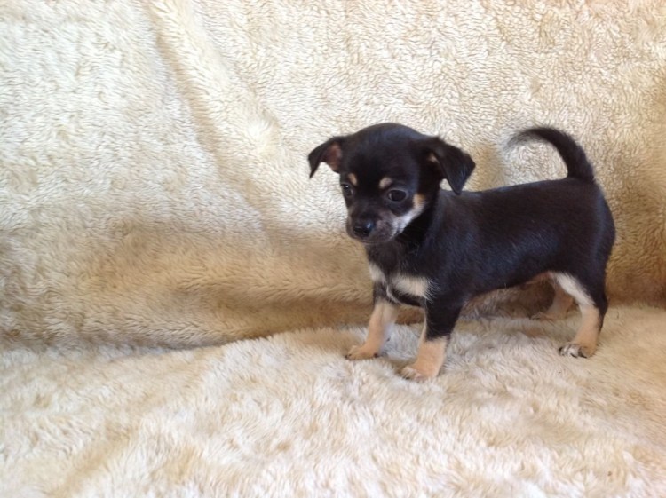 Чихуахуа вислоухие