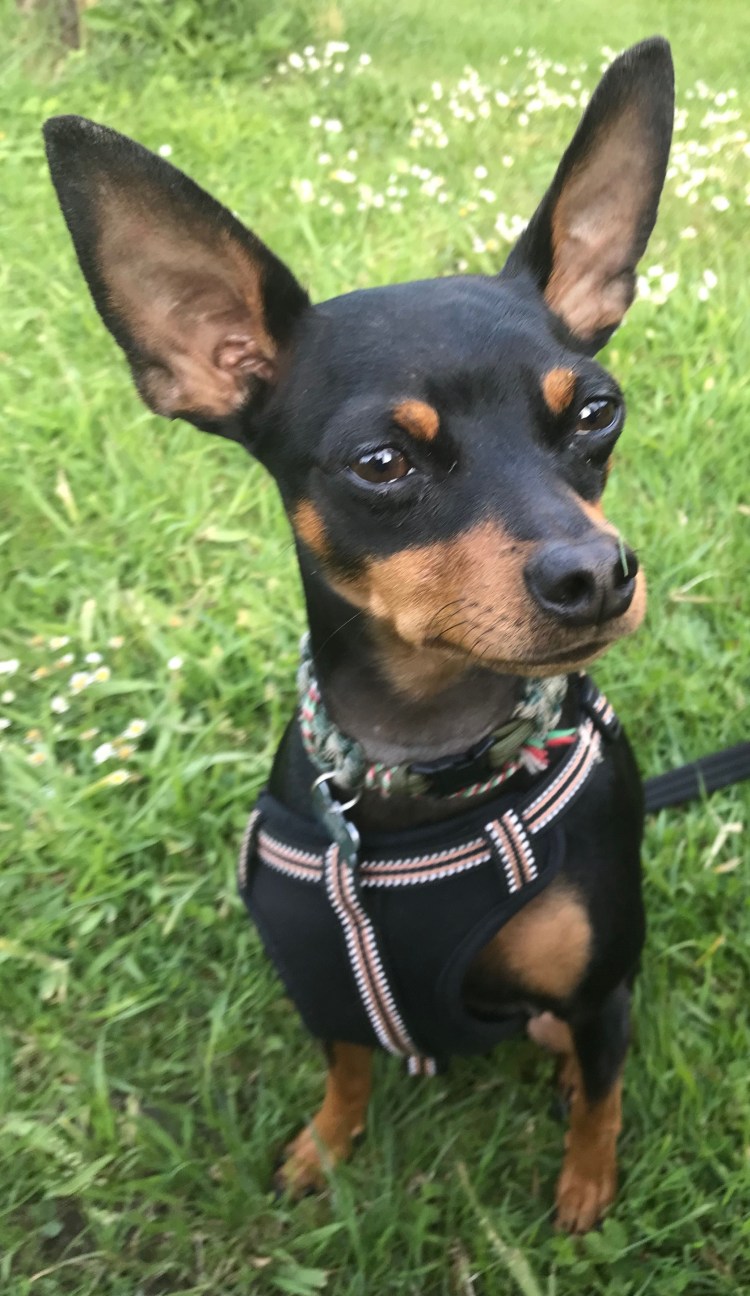 Тойтерьер и карликовый пинчер