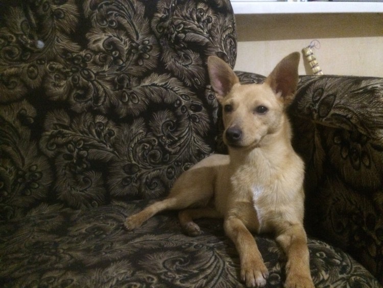 Йоркширский терьер метис