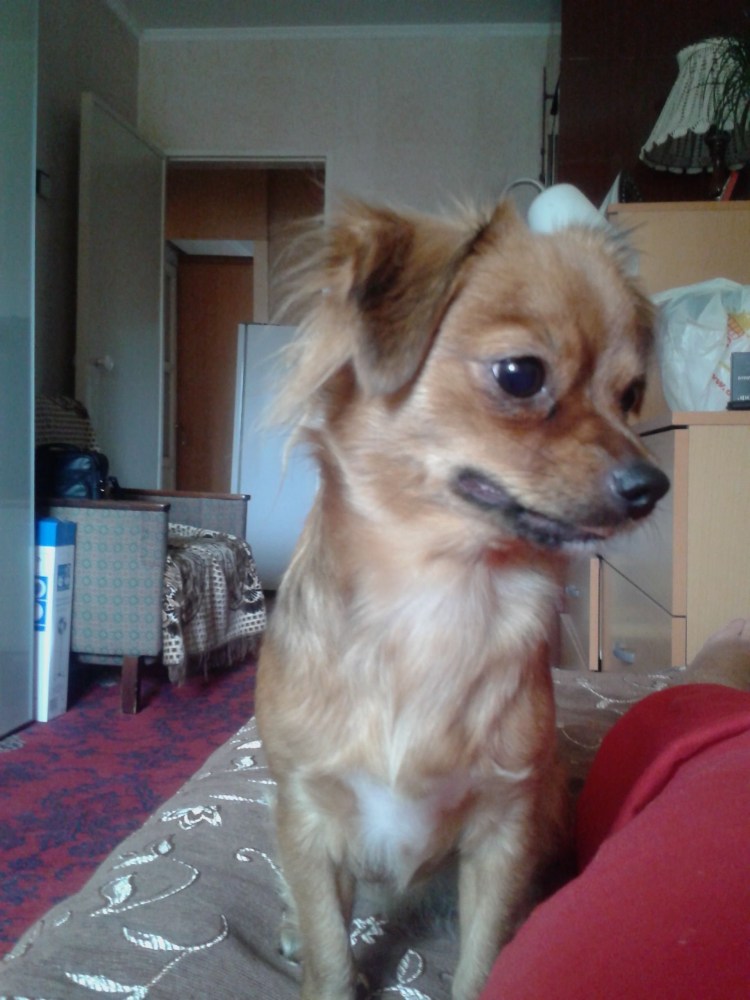 Метис чихуахуа и пекинеса