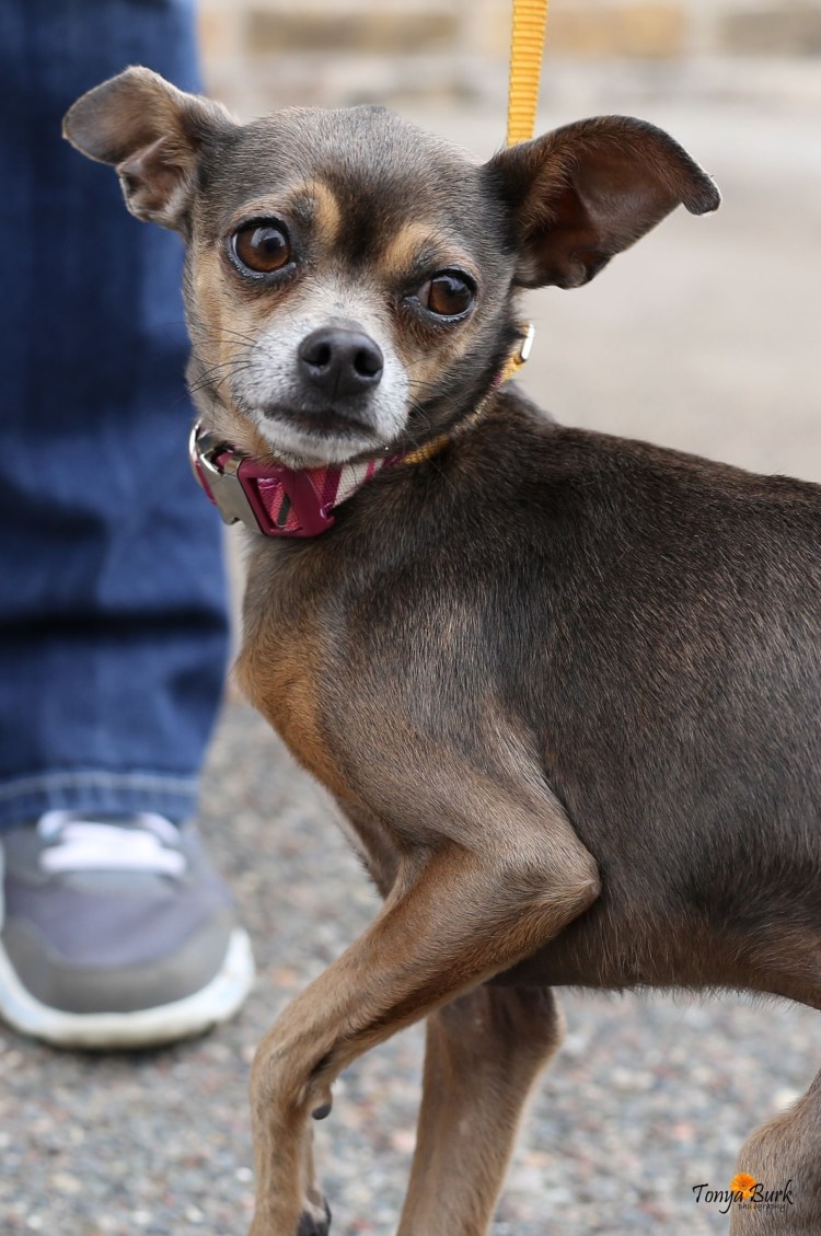 Помесь чихуа