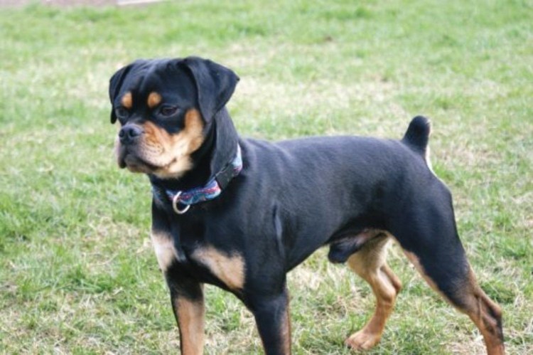 Карликовый чихуахуа