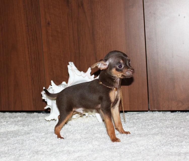 Смесь чихуа и той терьера