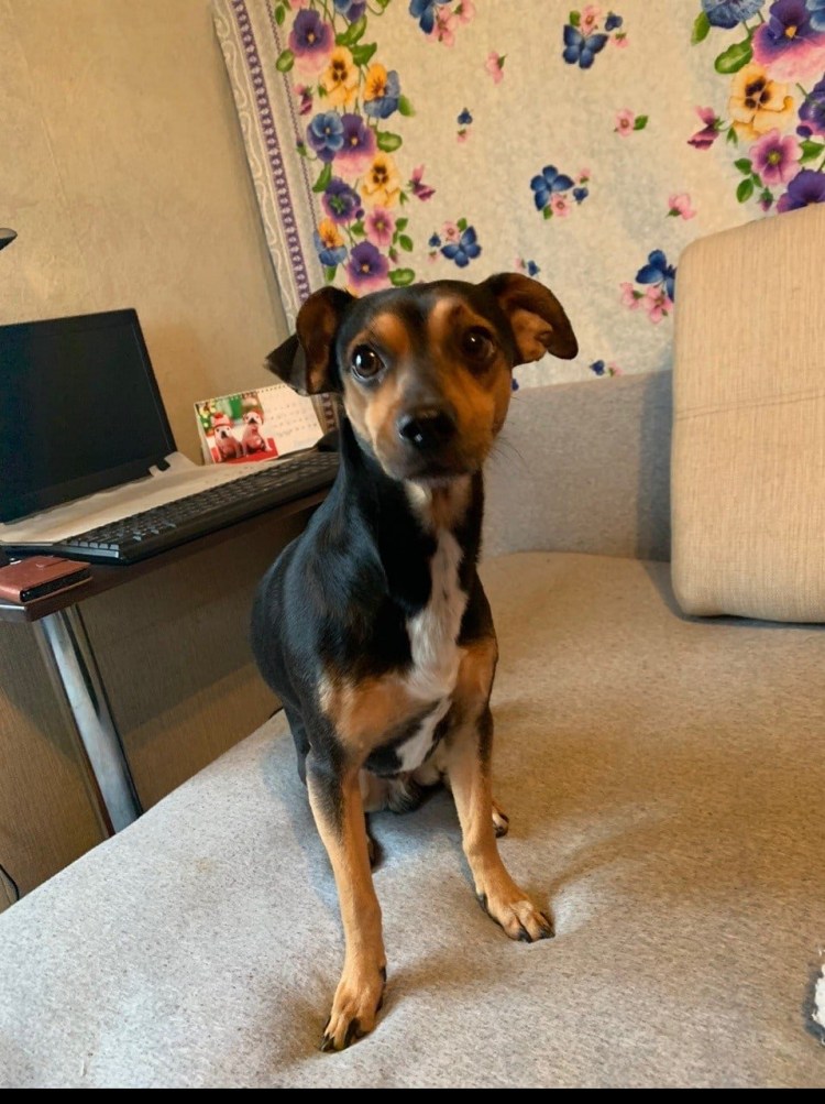 Терьер и дворняжка метис