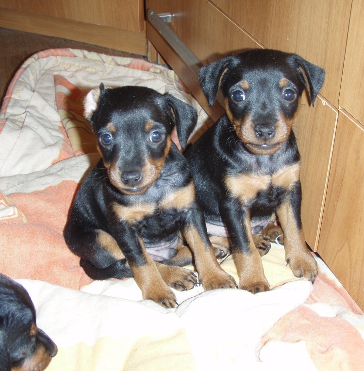 Пинчер с дворнягой