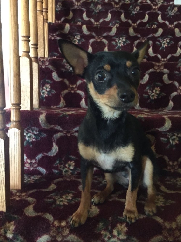 Метис карликового пинчера