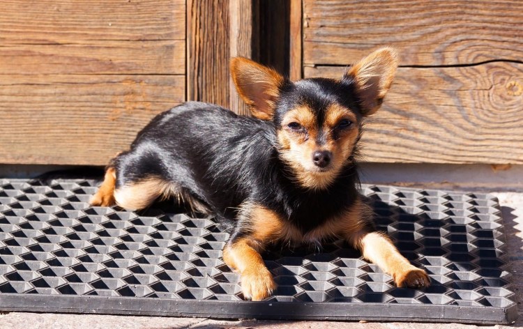 Мопс с пинчером