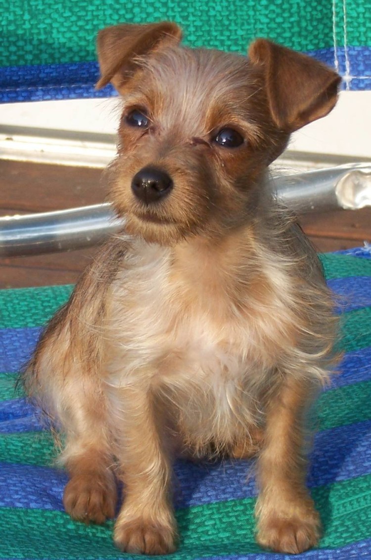 Такса пинчер