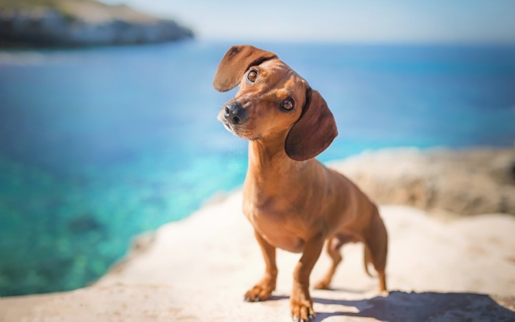 Голубая такса