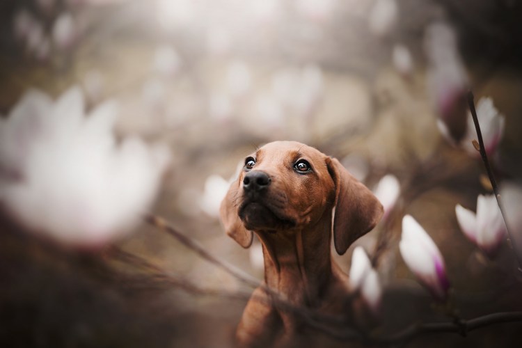 Грустная такса