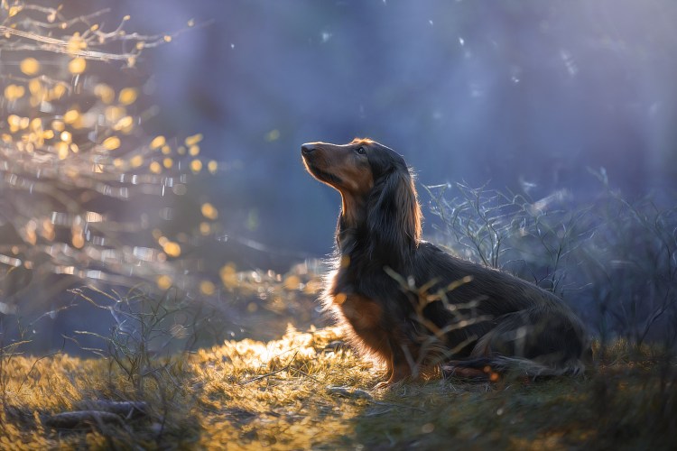 Красивые обои на рабочий стол такса