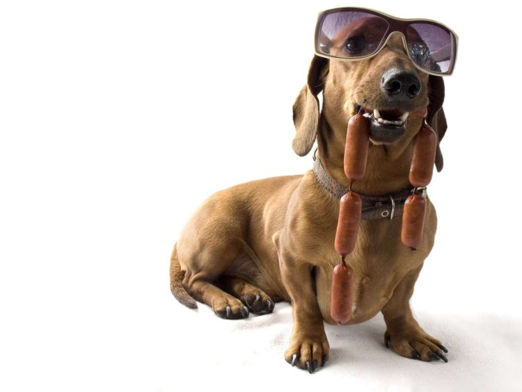 Веселая собака