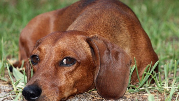 Такса собака короткошерстная