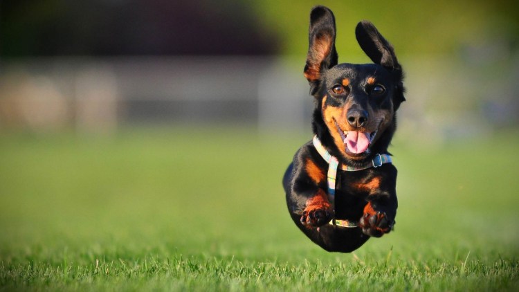 Овчарка такса