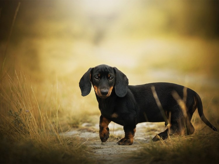 Такса крупная