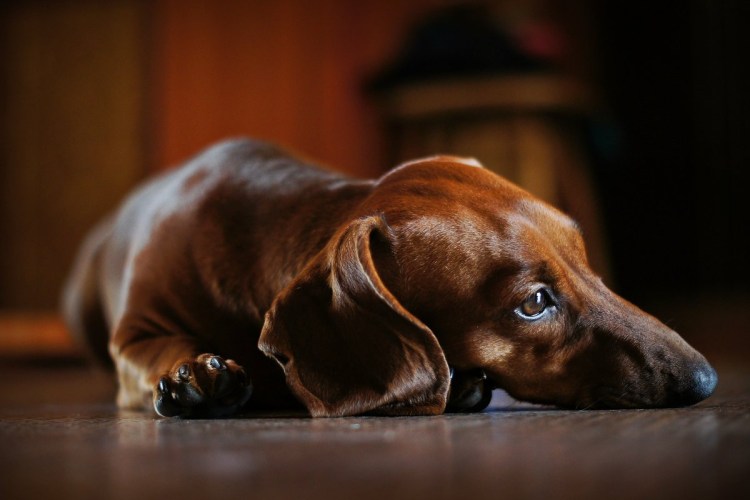 Такса плачет