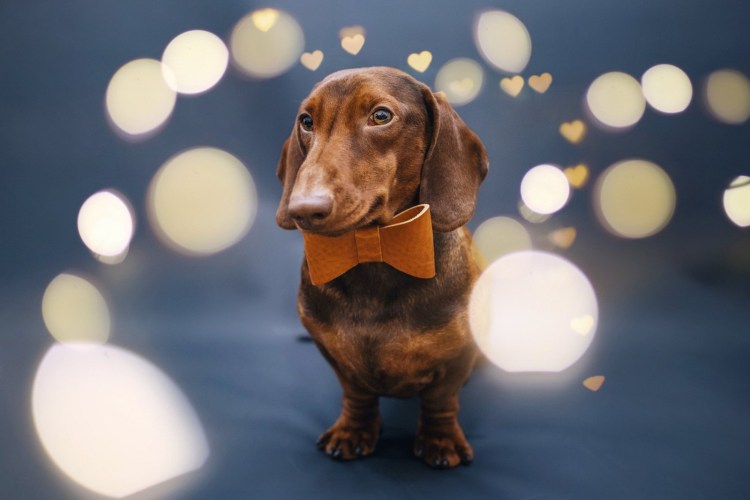 Красивая такса