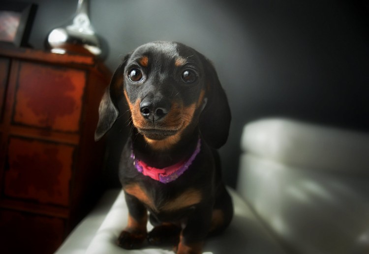 Такса на черном фоне