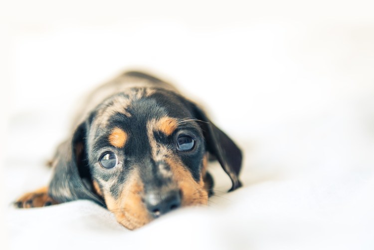 Белая такса щенок