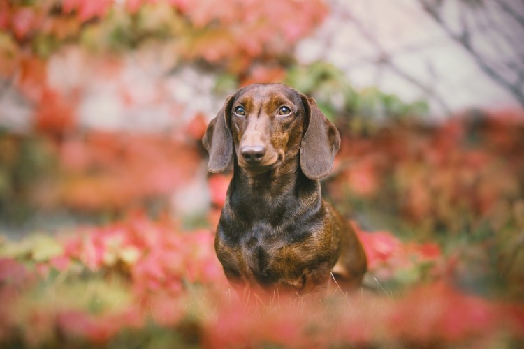 Кроличьи таксы охотятся