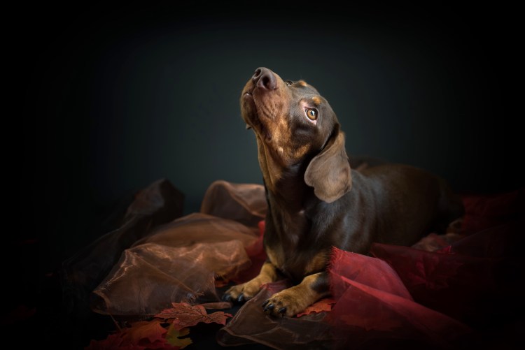 Уставшая такса