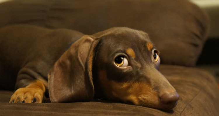 Эмоции животных собак такса