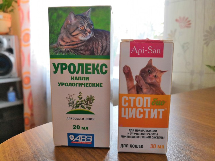 Строение кота толстый кишечник