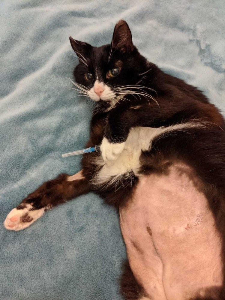 Дыхательная система млекопитающих диафрагма