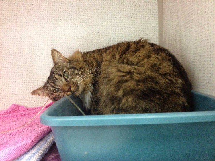 Мочекаменная у кошек диета