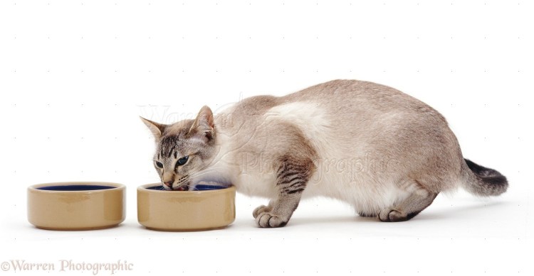 Профилактика мочекаменной болезни у котов препараты