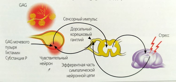 Кот у ветеринара