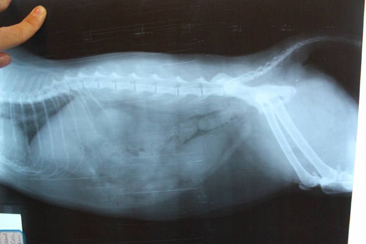 Кошка стилизация