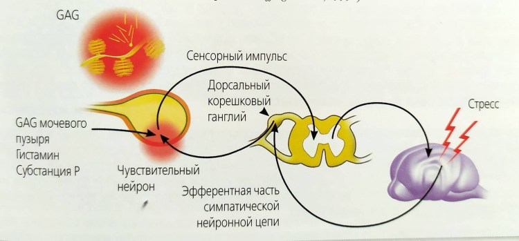 Признаки мочекаменной болезни у котов
